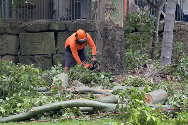  Pennington, NJ Tree Removal Pros